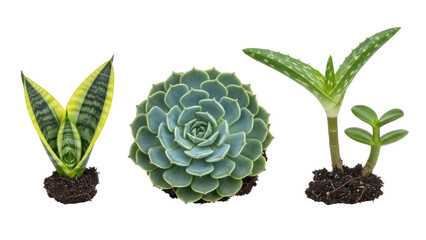 Three potted succulent plants isolated on transparent background