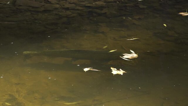 A large Salmon swims around in circles in a shallow rocky pool during the fall Salmon run in Bronte Creek, Ontario.
