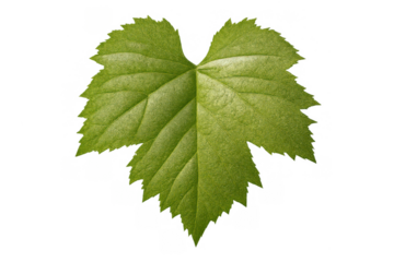 Fresh green grape leaf on transparent background showing organic viticulture and natural harvest concepts