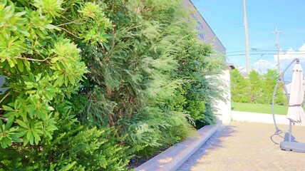 青空と眩しい日差しに映える植栽豊かなテラス