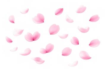 Pink sakura petals falling and flowing, a spring blossom background element with transparent overlay