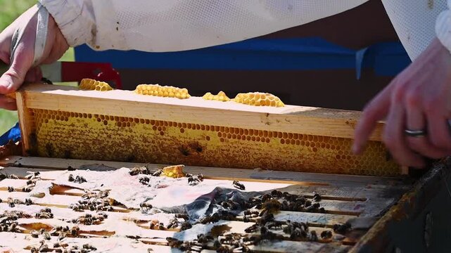 Beekeeper pulling a frame from a hive to check on honey bees
