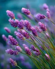 Lavender Stem With Tiny Purple Blossoms Swaying Gently In Soft Wind Natural Calm Beauty