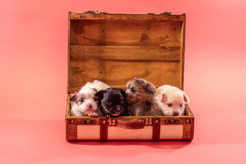 Four small chihuahua puppies sitting together in an open wooden suitcase, studio scene with soft pink background