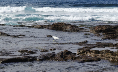 Fauna of Canary Islands - little egret, Egretta garzetta, hunting on El Confital beach