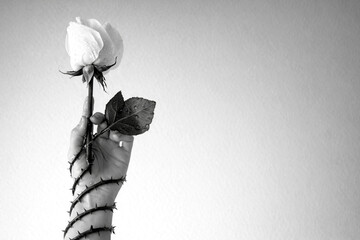 Black and white conceptual photo of a hand holding a white rose with a thorny vine wrapped around the arm, dramatic minimal background with copy space