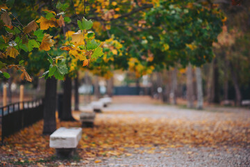 Leaves fall from trees and cover the ground in a park. Benches line the path, which leads through the area with shades of yellow and brown all around. People stroll by on a cool autumn day