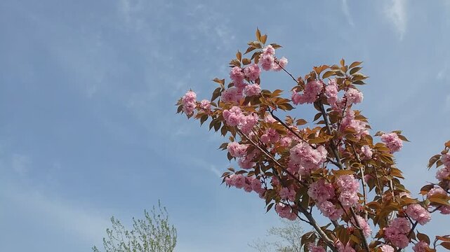 kanzan cherry blossom in spring