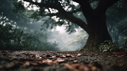 Obraz premium Enchanting woodland trail with a massive tree and ethereal misty atmosphere