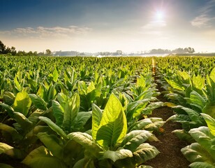 vast rows of tall tobacco plants growing under bright sunlight symbolizing rural agriculture and summer farming season economy rural tobacco