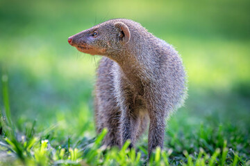 Banded Mongoose