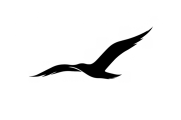 Flying bird black silhouette design element on a transparent background, freedom and movement concept