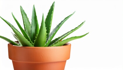 aloe vera plant in terracotta pot isolated on white background
