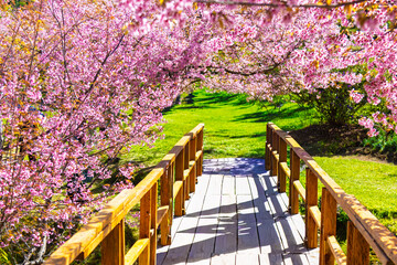 Beautiful landscape, pink cherry blossoms or cherry blossoms with romantic wooden bridge. Mae Wang District on Doi Inthanon National Park, Chiang Mai, Thailand