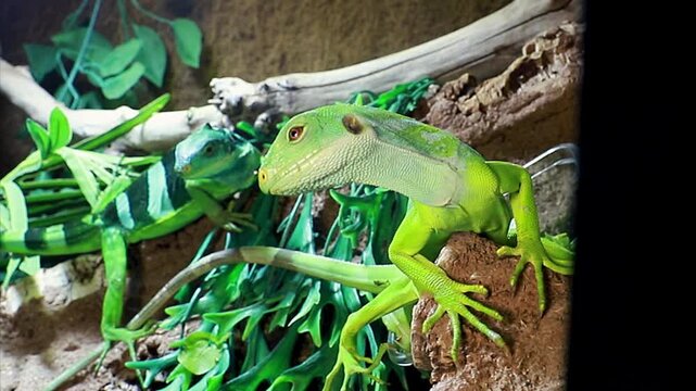 An iguana poses in a terrarium. Pet lizards