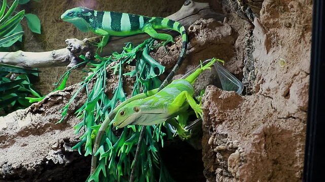 Feeding lizards, iguanas in a terrarium