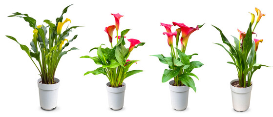 カラーの花の鉢植え切抜き