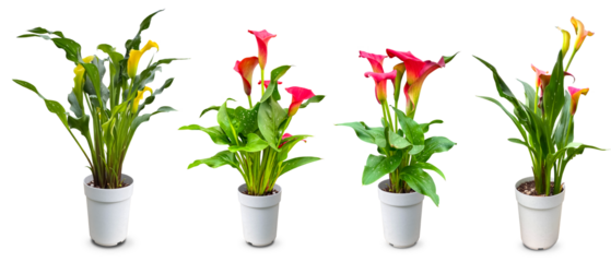 カラーの花の鉢植え切抜き