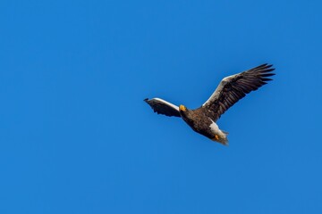 Obraz premium 青空バックに悠然と飛ぶオオワシの飛翔シーン