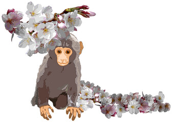 Snow monkey with Cherry blossom
