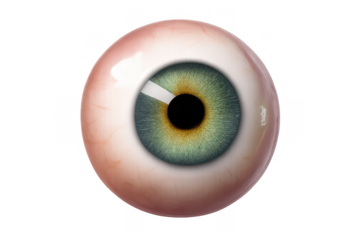 Human eyeball with green iris and central pupil, illustrating vision, medical anatomy, and optical health, transparent background