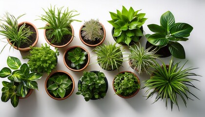top view of diverse potted outdoor plants with varied green foliage on white background