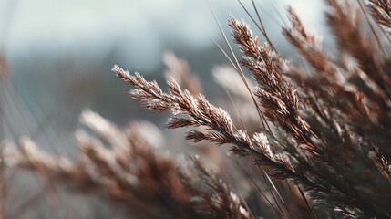 Delicate wild grass plumes in soft morning light, nature's gentle beauty