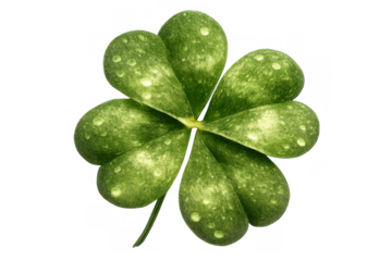 Four-leaf clover with water drops, a symbol of luck and good fortune, isolated on transparent background