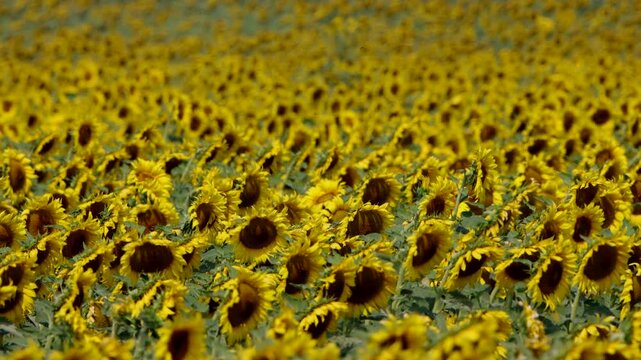 Closeup of cultivated sunflowers blowing in the wind across an agricultural field in central Nebraska in September