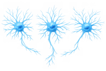 Neuron cells in human brain, nerve system activity, scientific research, biology, neuroscience on transparent background