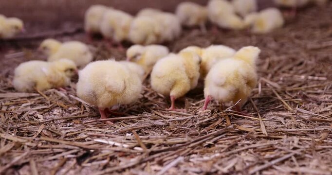 young chickens two days old from the moment of birth in soft yellow down on a litter of sawdust, a large number of baby broiler chickens at a large poultry farm