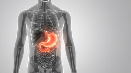 Human Stomach Anatomy, a Detailed 3D Medical Illustration of the Digestive System, Highlighting Internal Organs and Abdominal Pain