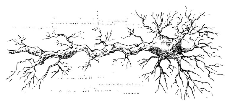 Long twisted tree root or biological neuron cell sketch