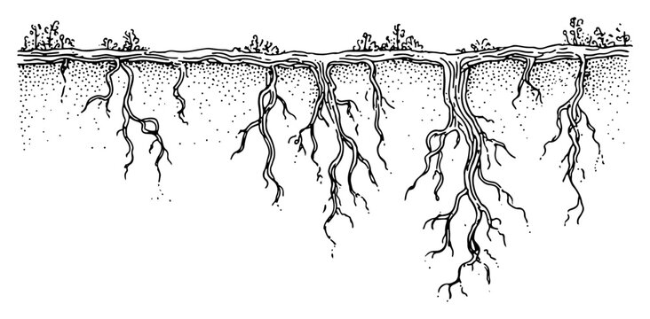 Hand drawn sketch of plant roots growing underground in soil