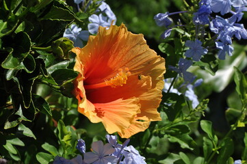 flor de hibisco desabrochada 