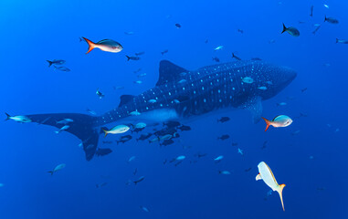 Whale shark gliding thorugh the depths of Roca Partida