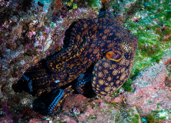 Octopus at Isla San Benedicto