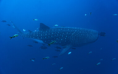 Whale shark in the depths of Roca Partida