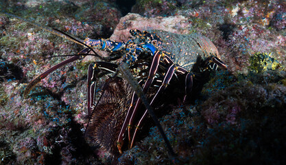 Spiny lobster eating a sea urchin