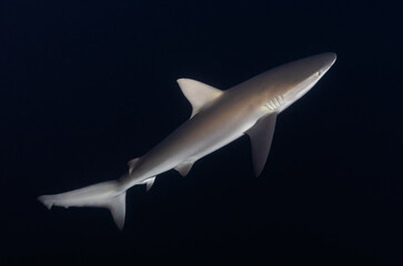 Silky shark in the waters of Isla San Benedicto