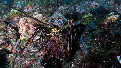 Lobster feeding on a sea urchin