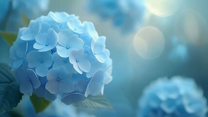 Closeup of a vibrant blue hydrangea flower in full bloom with soft bokeh background and gentle sunlight. 4k Beauty Footage Background Video