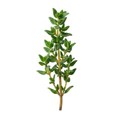 Fresh green thyme sprig, isolated on a transparent background, soft shadow, copy space. Extreme macro, photorealistic studio shot concept for culinary freshness