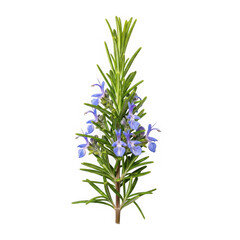 Fototapeta premium Fresh rosemary herb with purple flowers isolated on transparent background