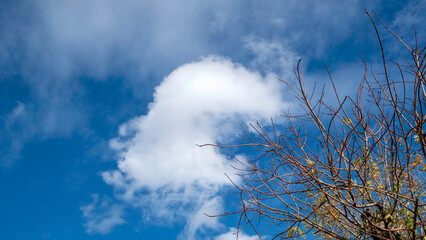 A stark and beautiful contrast: the intricate network of a deciduous tree's bare branches silhouetted against a vast expanse of dynamic blue sky and soft white clouds on a sunny day.