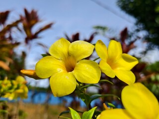 Allamanda cathartica flower in the morning