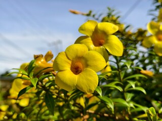 Allamanda cathartica flower in the morning
