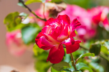 Double Delight Two Toned Red and White Roses in the Garden