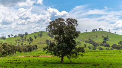Tranquil Spring countryside in the Central West of NSW
