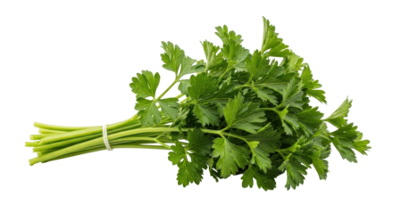 Vibrant, fresh bunch of curly green parsley with frilly, richly green leaves and slender stems, horizontally on a clean transparent background with copy space. Concept of natural freshness and